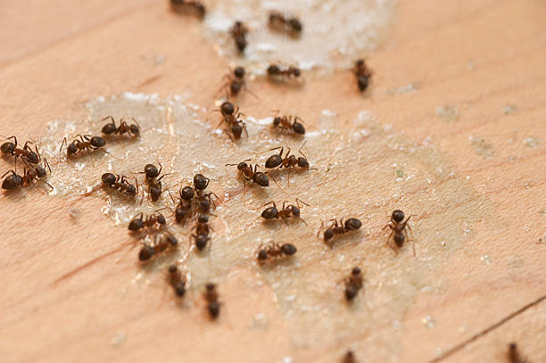 Wildlife Control Services in Ivey, GA